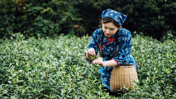 Tea Culture Experiences in Hangzhou