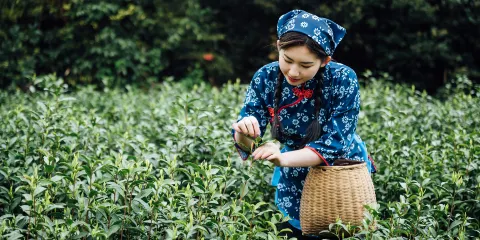 杭州茶文化體驗