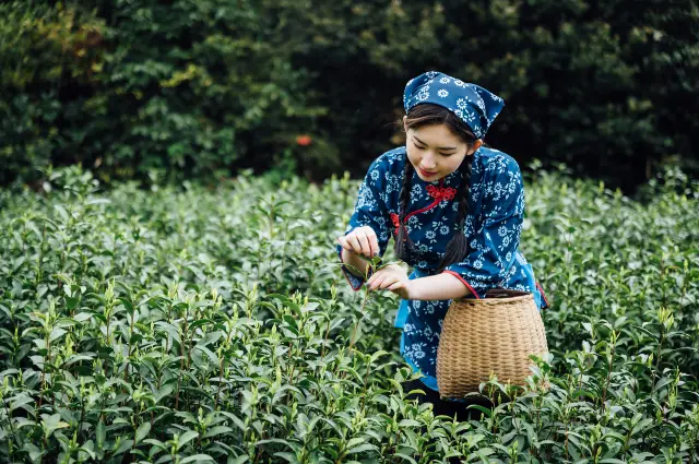 Hangzhou Tea Picking