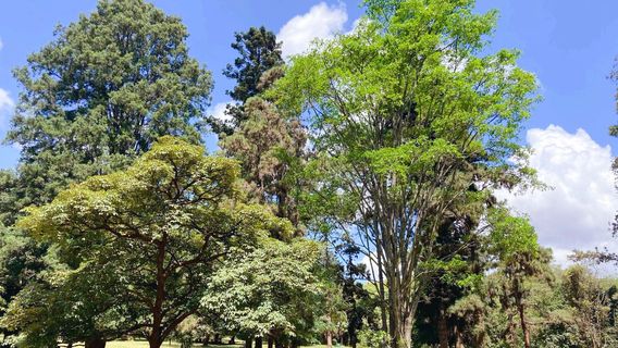 Ngong Road Forest Sanctuary