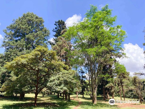 Ngong Road Forest Sanctuary