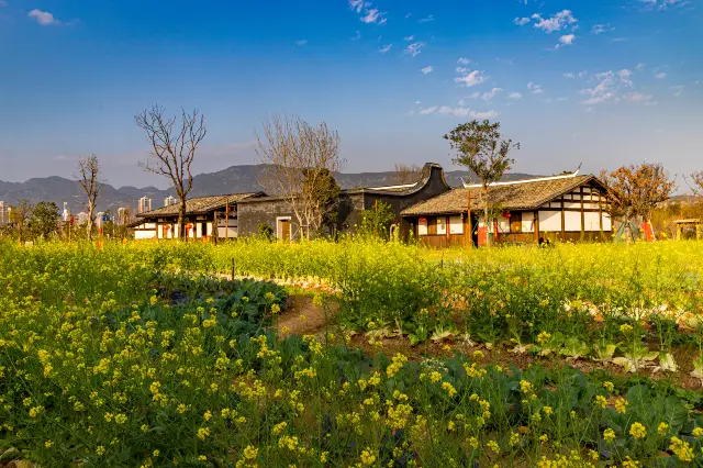 Rapeseed Flower Viewing in Fujian