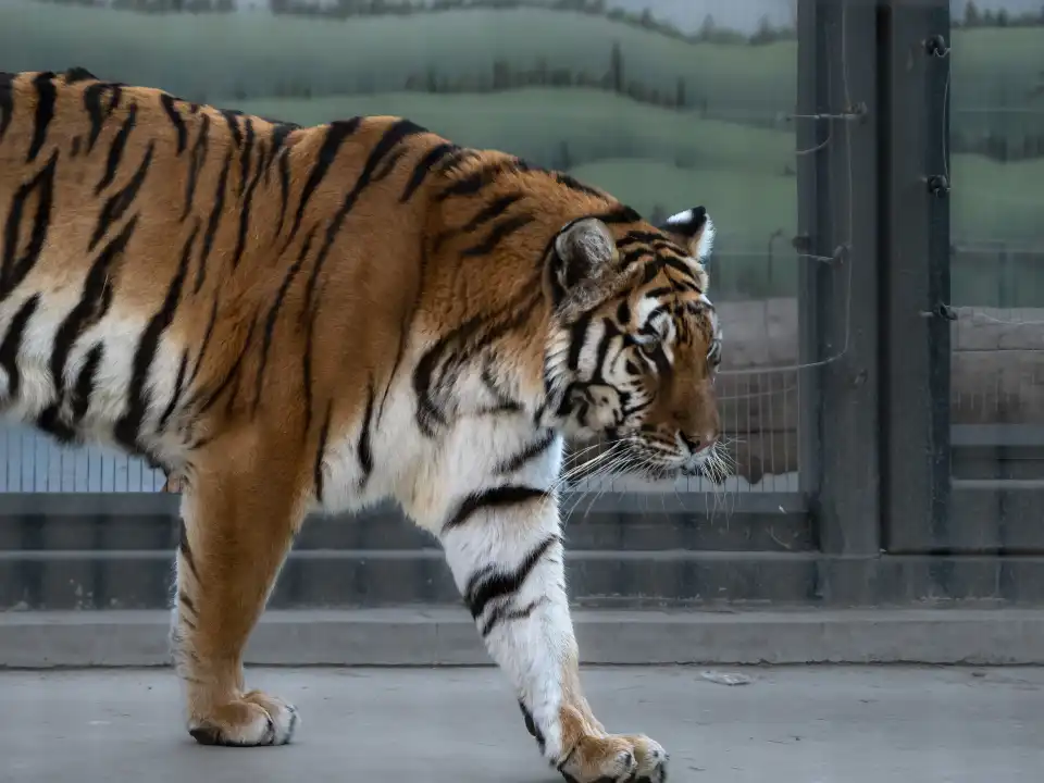 4_保定市動物園