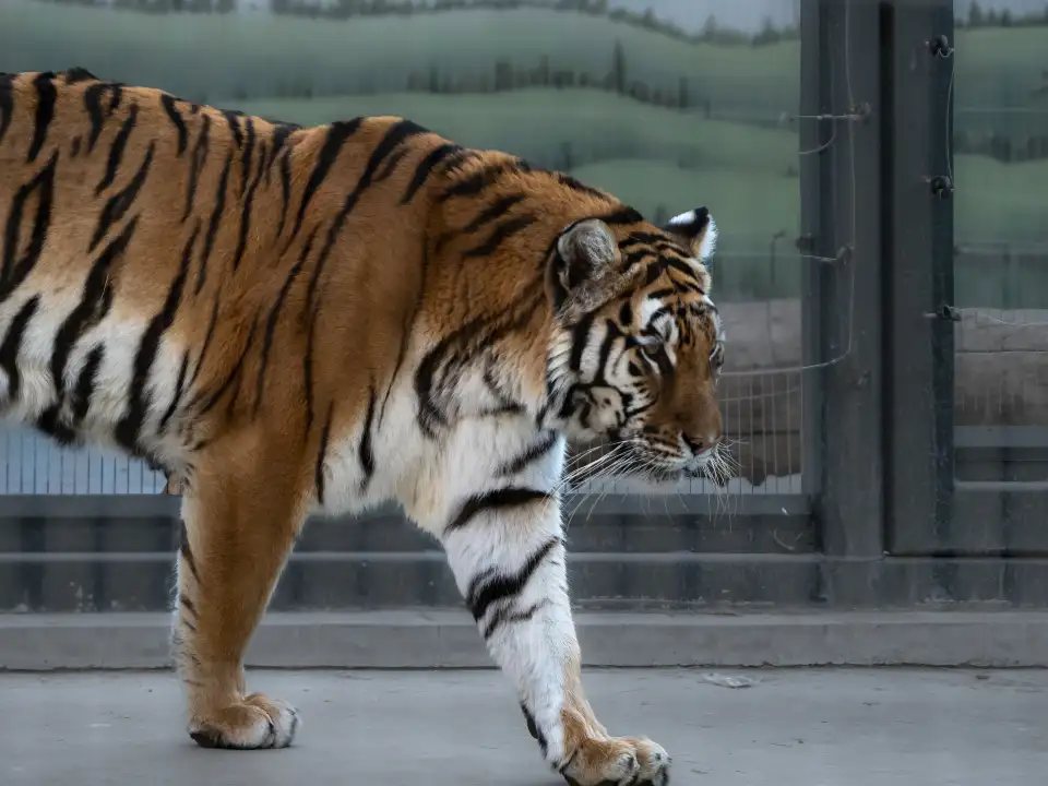 4_Baoding Zoo
