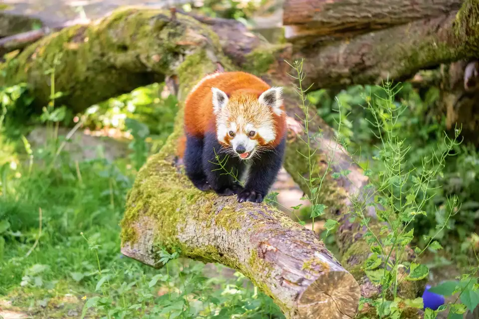 4_Hellabrunn Zoo