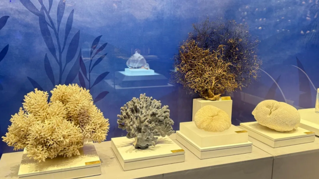 《 wei lan mi jing 》 hai yang sheng wu biao ben zhan | China Ceramics And Glass Museum