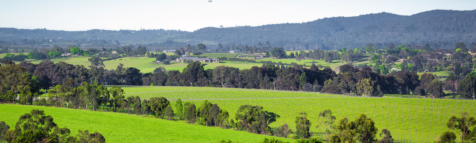 LilydalePengalaman Unik