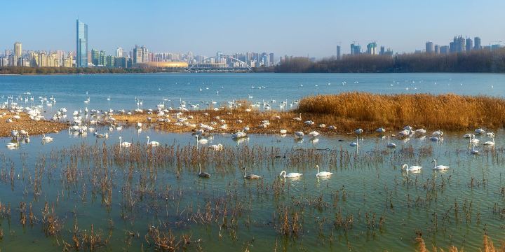 Swan Lake National Urban Wetland Park