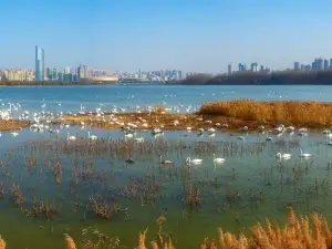 Swan Lake National Urban Wetland Park