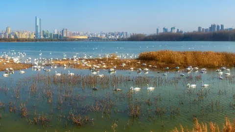 Swan Lake National Urban Wetland Park attraction in Sanmenxia