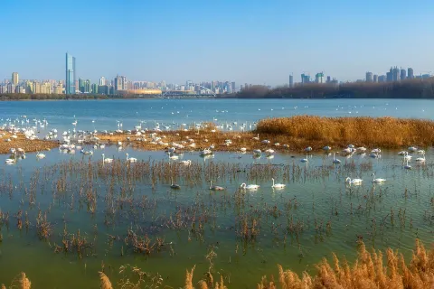 Swan Lake National Urban Wetland Park