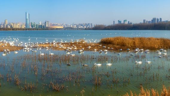 Swan Lake National Urban Wetland Park