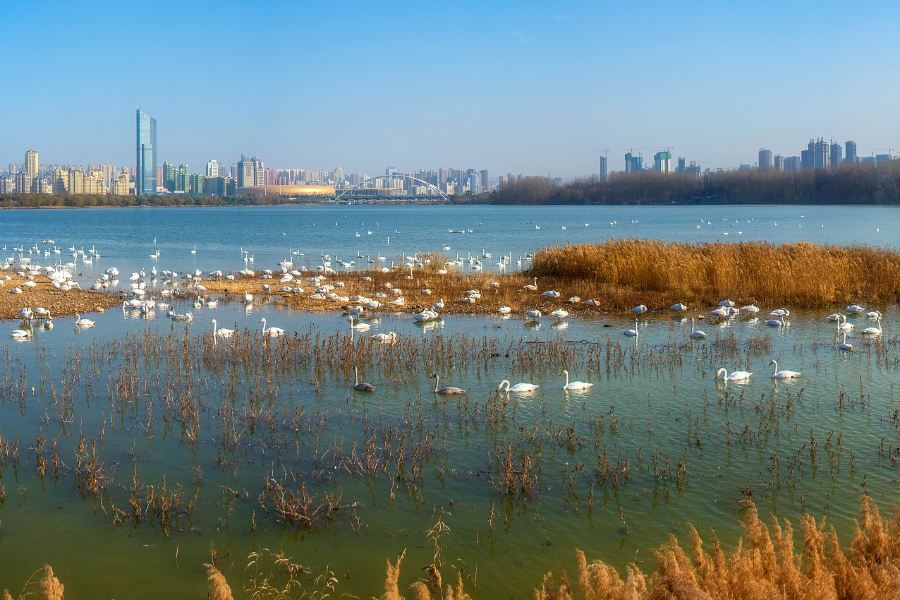天鵝湖國家城市濕地公園
