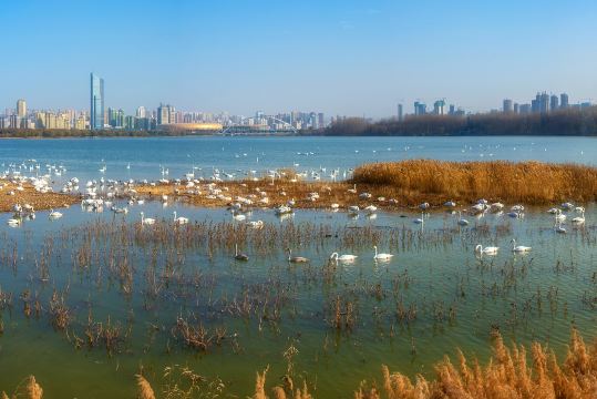 天鵝湖湿地公園