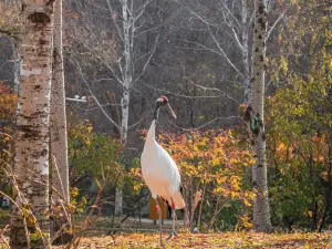 Northern Forest Zoo
