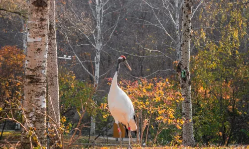 Northern Forest Zoo