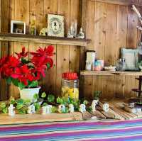 【屋久島】tamacafe