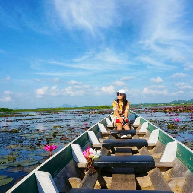 ล่องเรือ ชมดอกบัวแดง บัวขาว พัทลุง