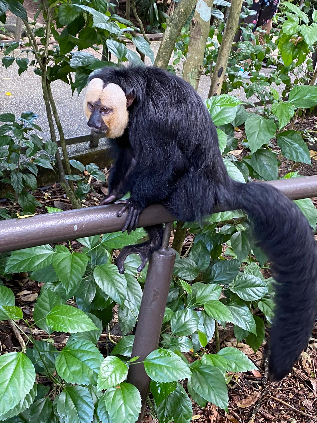 シンガポール リバーサファリ 評判 案内 トリップドットコム