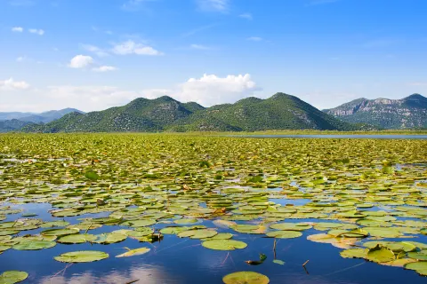 Liqeni i shkodrës