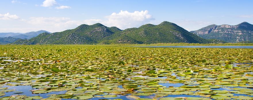 Lac de Shkodra