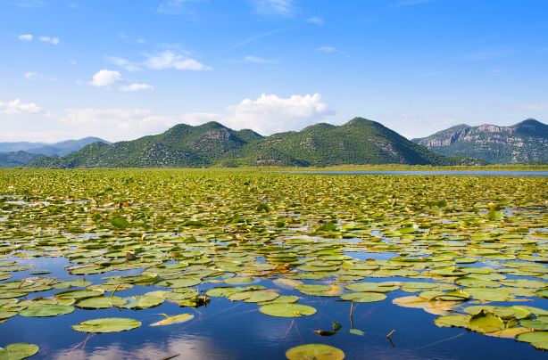 Shkodra Lake