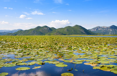 斯庫台湖