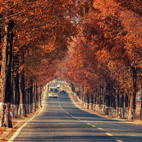 Gingko Avenue, Fucheng Road