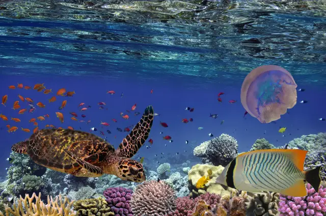 Diving in Maldives