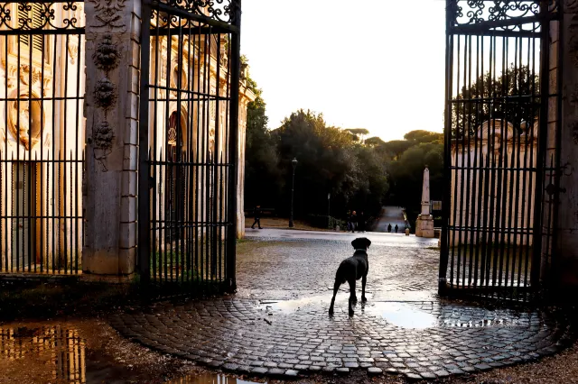 hotels-animaux