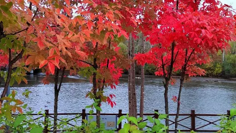 Chinese Merganser Park attraction in Yanbian