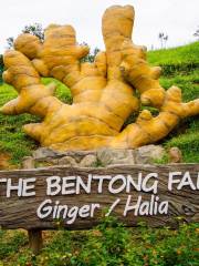 The Bentong Farm Malaysia 文东休闲农场