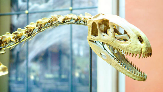 Earth Sciences Museum