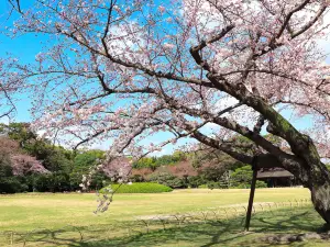 Dạo thưởng hoa Phổ Biến Tại Tỉnh Okayama