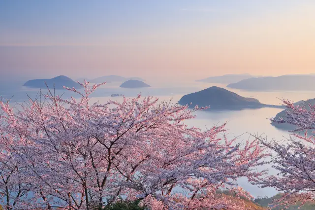 Cherry Blossom Viewing in Japan