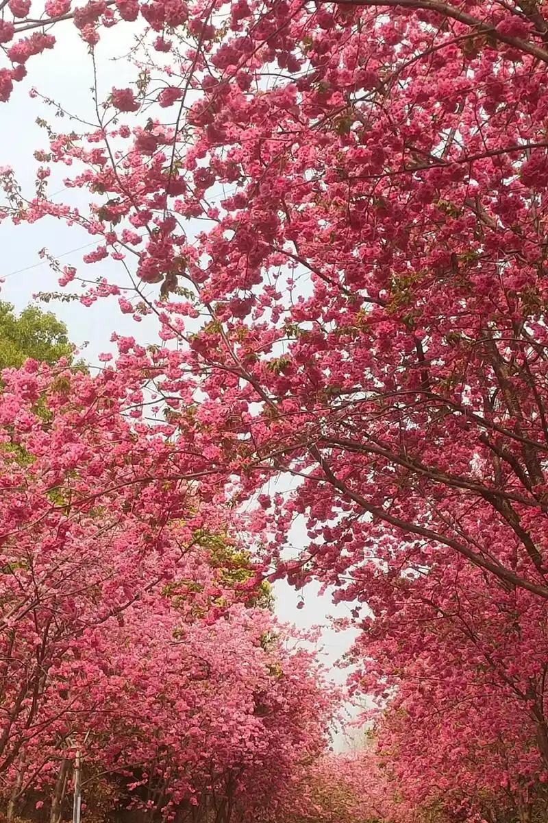 洛龍公園櫻花節 | 洛龍公園