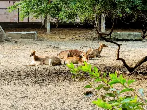 Nawab Wajid Ali Shah Zoological Garden
