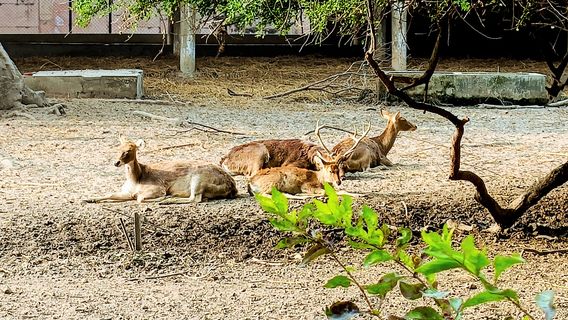Nawab Wajid Ali Shah Zoological Garden