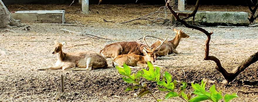 Nawab Wajid Ali Shah Zoological Garden