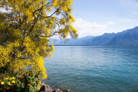 Genfersee