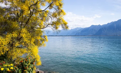 Lac Léman