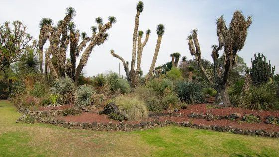 UNAM Botanical Garden