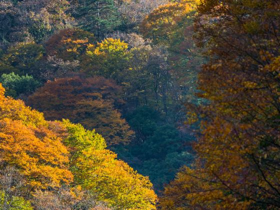 米倉山國家森林公園