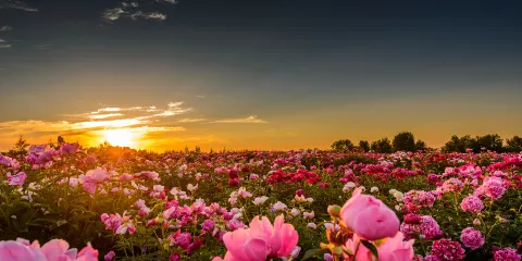 伊川鳳山生態園