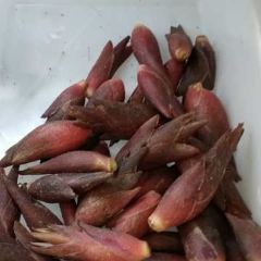 天柱山炼丹农庄 User Photo