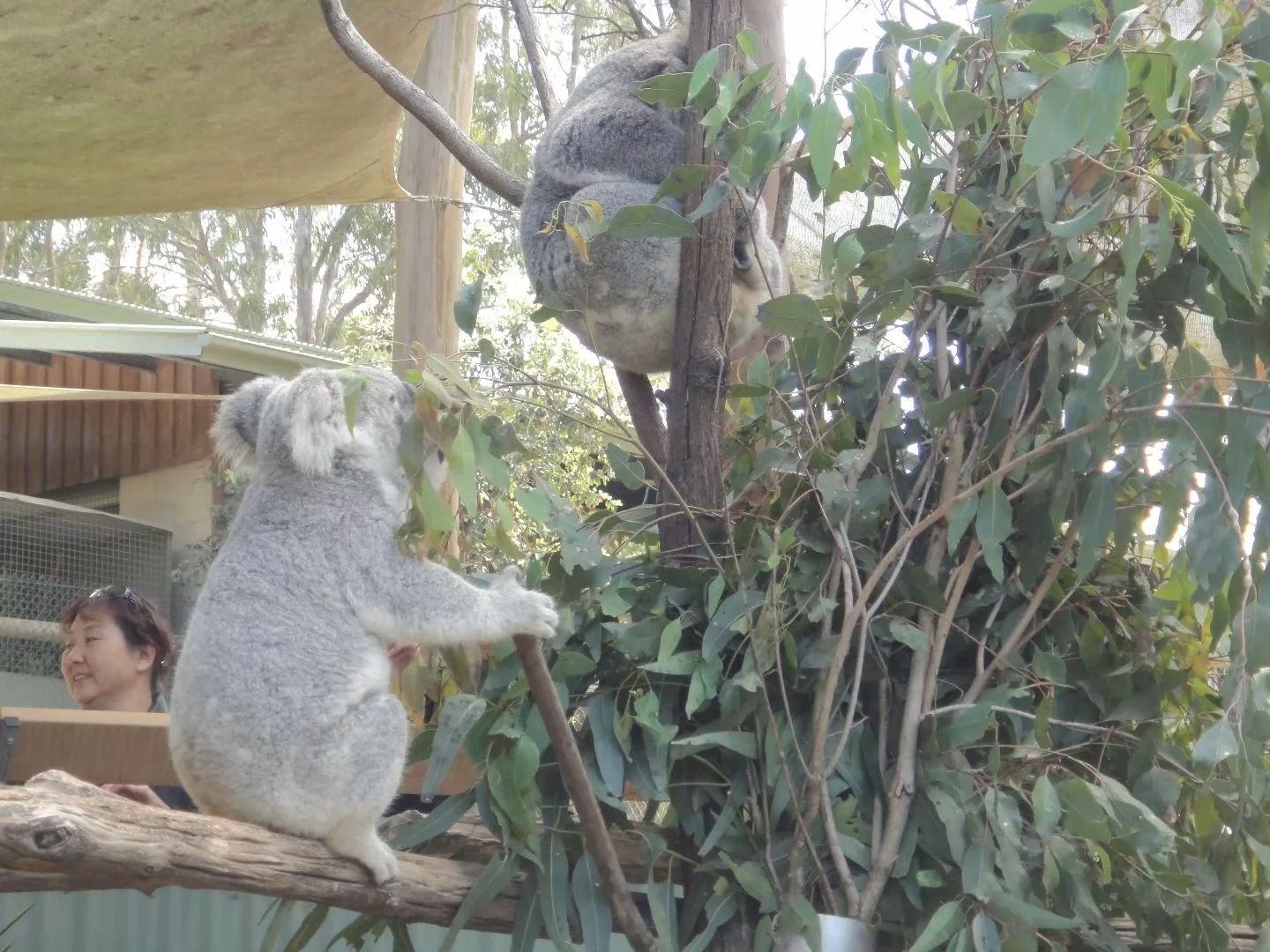 サンシャイン コースト オーストラリア動物園 評判 案内 トリップドットコム