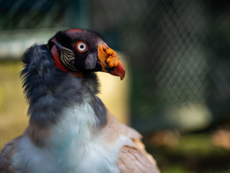 Zoo Frankfurt