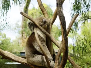 Gorge Wildlife Park