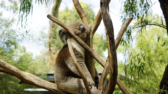 Gorge Wildlife Park