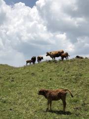 Niupeng Liangzi Scenic Spot